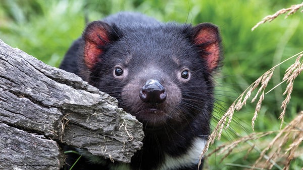 Tasmanian devil