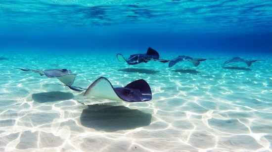 CAYMAN ISLANDS
